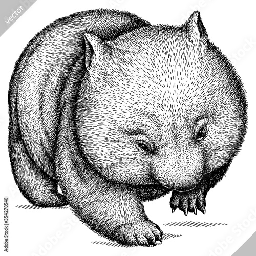 black and white engrave isolated wombat vector illustration