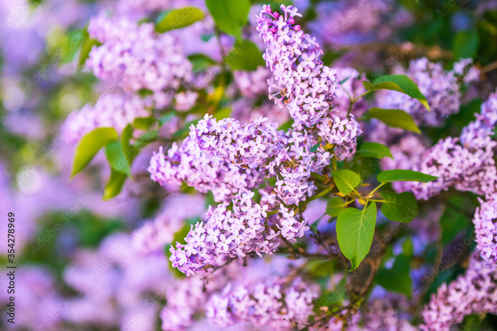 Branch of purple lilac flowers with the leaves Branch of purple lilac flowers with the leaves