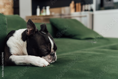 cute french bulldog sleeping on sofa in living room