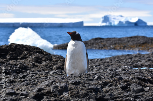 Gentoo penguin at Brown Bluff  Antarctica