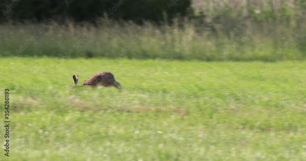 lièvre d'Europe (lepus europaeus) courant dans une prairie