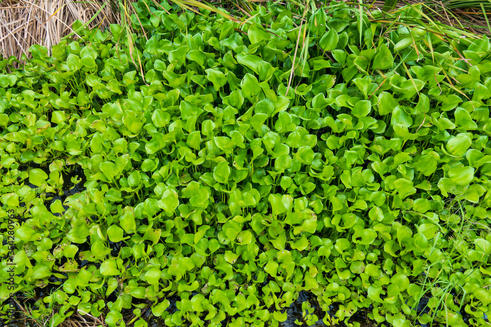 Common water hyacinth, an aquatic plant native from the Amazon basin, often cause problem growing too fast, blocking the traffic in the waterway.