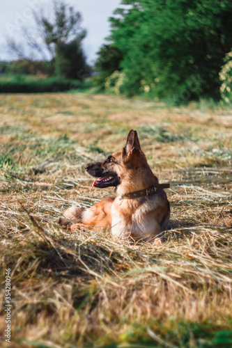 Fototapeta Naklejka Na Ścianę i Meble -  German Shepherd in the field. The dog walks in nature.