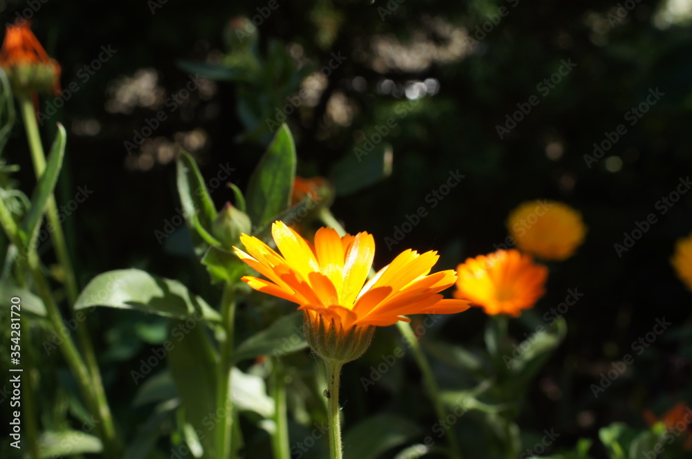 Obraz premium Ringelblume