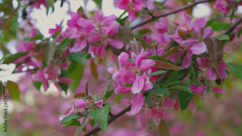 Wallpaper Mural Spring flowers blossom. sakura flowers. Torontodigital.ca