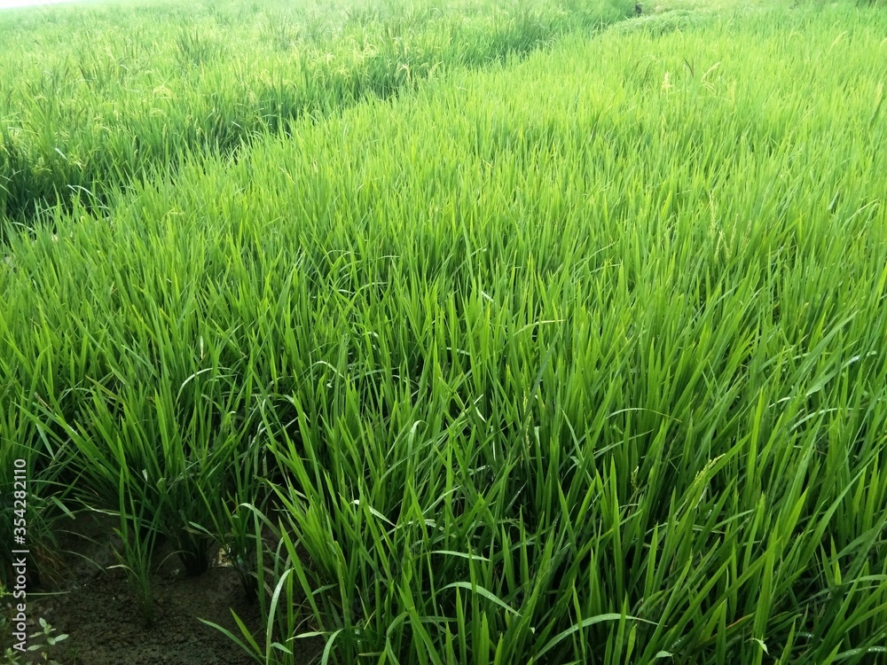 green rice field