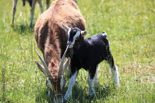 Brown goat with her black kid on a meadow photo