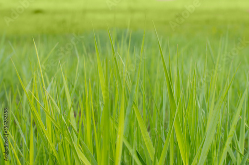 photo background texture green grass