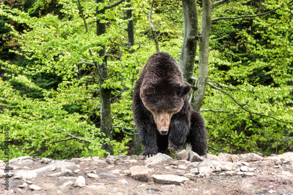 Obraz premium Big Brown bear (ursus arctos) on the forest background, animal in the wild. National Nature Park Synevyr, Carpathian mountains, Brown bears rehabilitation center, Transcarpathian region, Ukraine