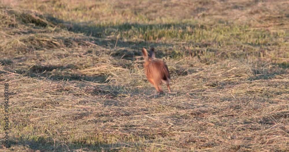 lièvre d'Europe (lepus europaeus) courant dans une prairie fauchée