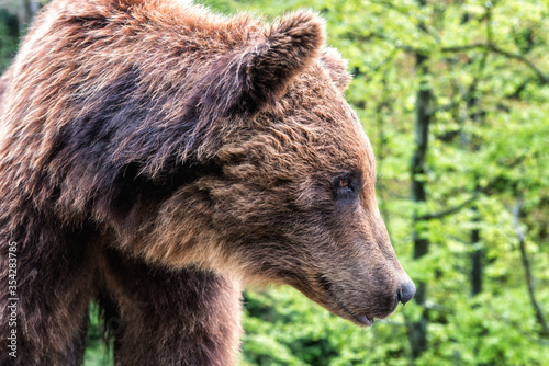 Wallpaper Mural Big Brown bear (ursus arctos) on the forest background, animal in the wild. National Nature Park Synevyr, Carpathian mountains, Brown bears rehabilitation center, Transcarpathian region, Ukraine Torontodigital.ca