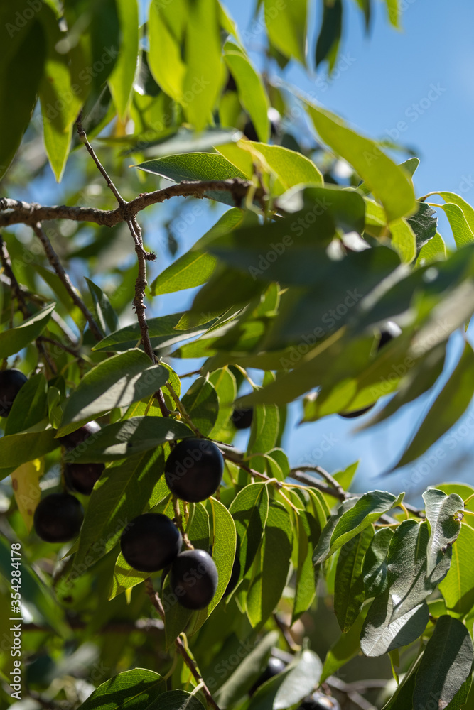 Olive tree and grapes in the summer Olive tree and grapes in the summer