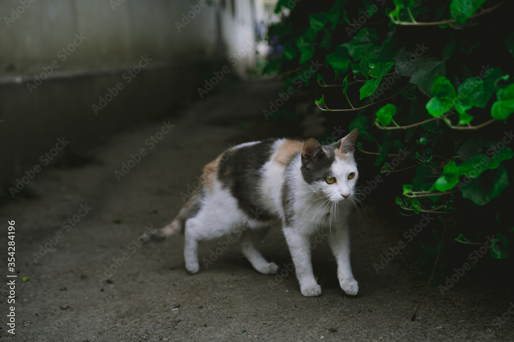 The cat hid behind a bush