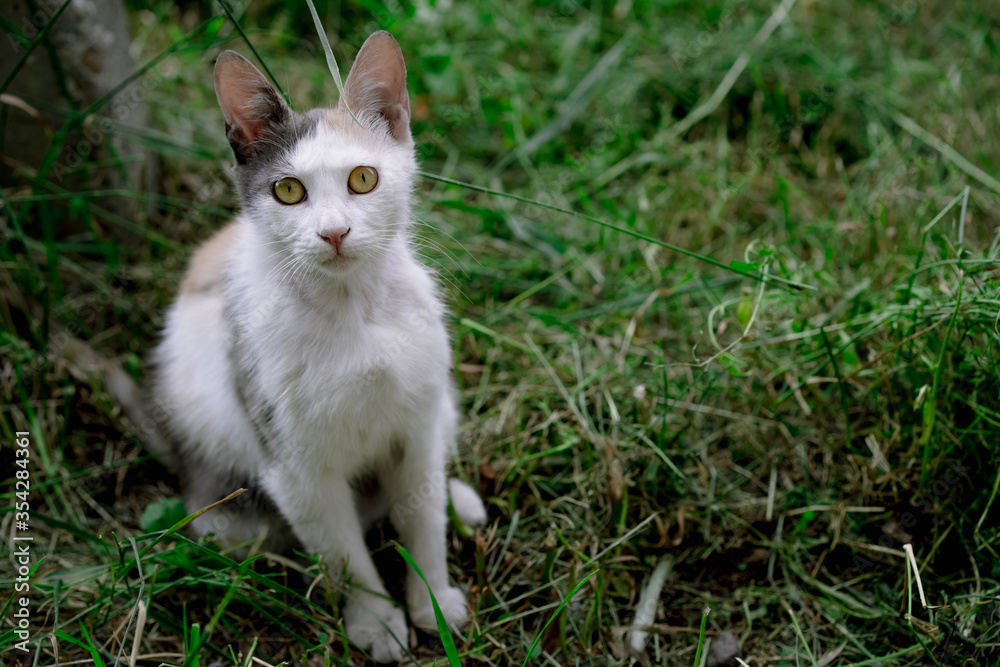 Beautiful stray cat sits on the grass