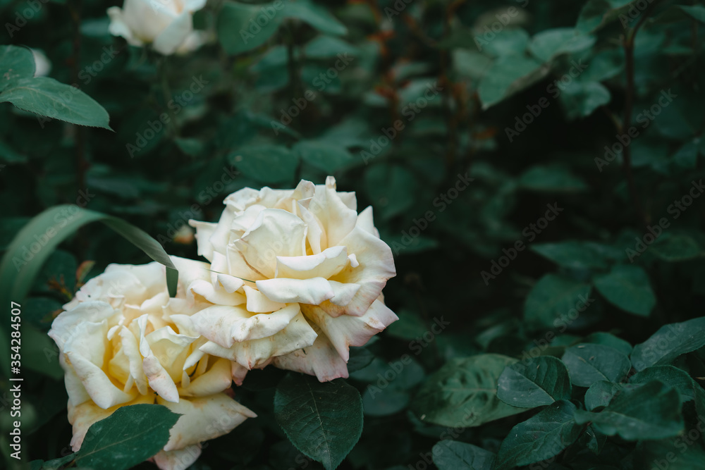 Blooming rose bud growing in the ground