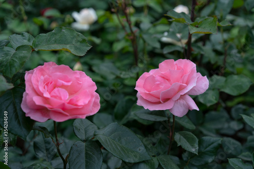 Blooming buds of pink roses with green leaves