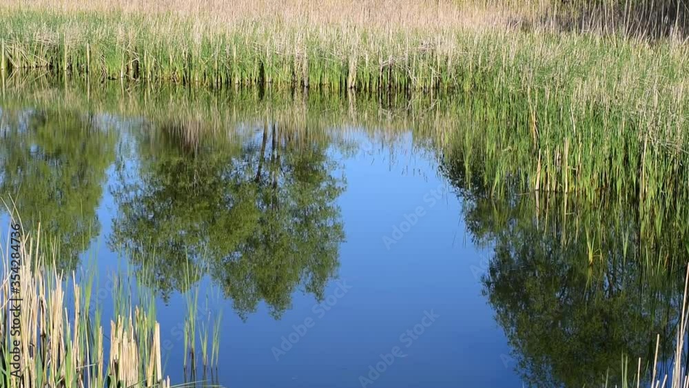 A lake with a deceased surface and reeds along the banks. A lake with a deceased surface and reeds along the banks.