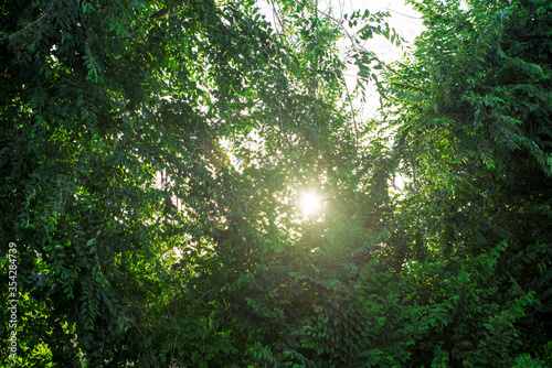 Naturaleza y árboles con luz del sol al atardecer