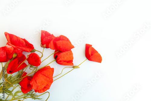 red poppies bouquet on empty background