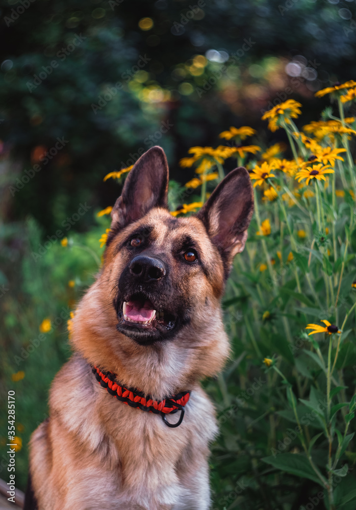 German Shepherd in the background of flowers. The dog is in flowers.
