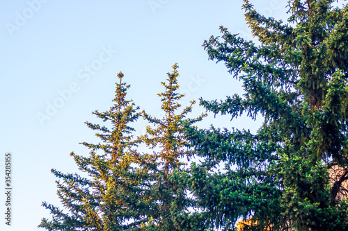 pine tree branches, pine branches against blue sky