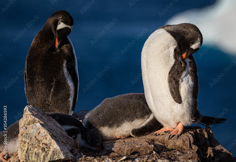 Fototapeta premium Gentoo penguins in Antarctica