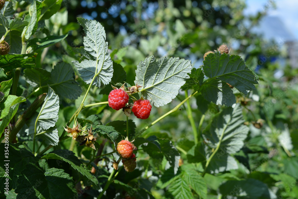 Ripe red raspberry berries in summer garden. Ripe red raspberry berries in summer garden.
