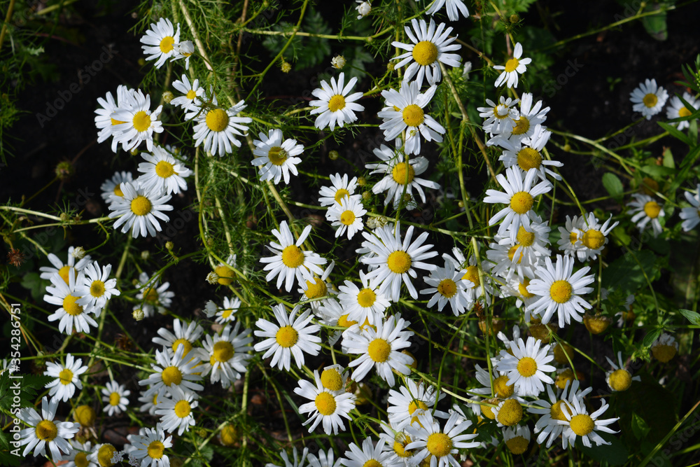 Chamomile flowers on summer meadow. Top view on white flowers with yellow cores. Chamomile flowers on summer meadow. Top view on white flowers with yellow cores.