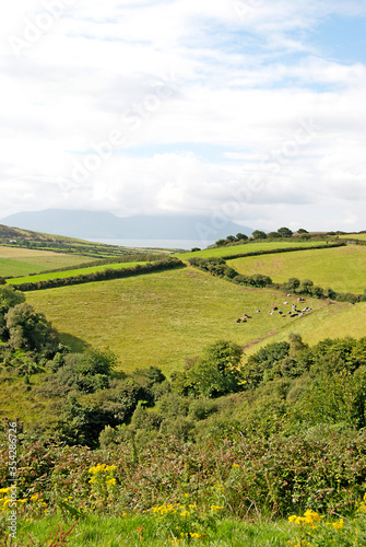 Fototapeta Naklejka Na Ścianę i Meble -  Green landscape with lots of fields, Ireland
