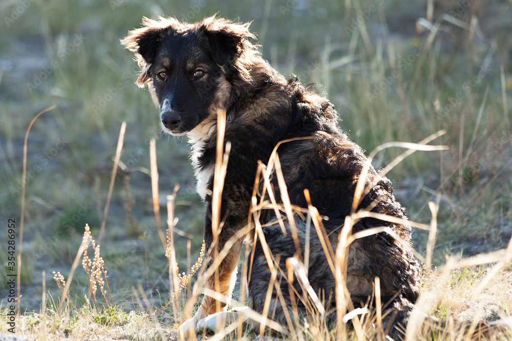 Fototapeta premium curly puppy in the grass. pets. dog for a walk.