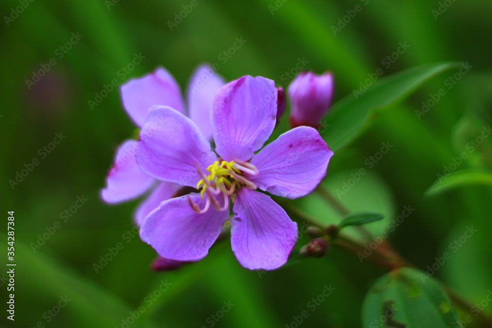Purple wild flowers of Melastoma malabathricum also called Blue Tongue. Roses are Indonesia Flower, May 2020 Purple wild flowers of Melastoma malabathricum also called Blue Tongue. Roses are Indonesia Flower, May 2020