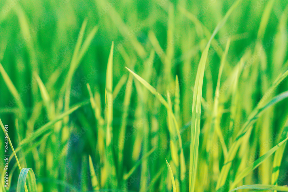 Green rice field in rain season Green rice field in rain season