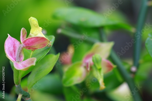 Beautiful Pink flower Bud  Bud is an undeveloped or embryonic shoot and normally occurs in the axil of a leaf or at the tip of a stem. Roses are Indonesia Flower  May 2020