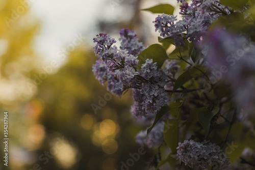 purple lilac flowers