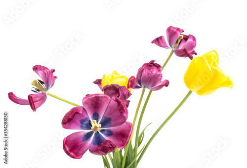 Beautiful wilted flowers tulips of purple and yellow on a white background, isolate