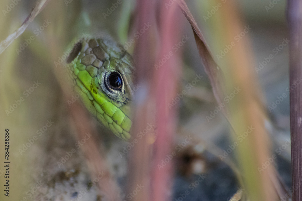 Naklejka premium Beautiful eye of a lizard hidden in the grass