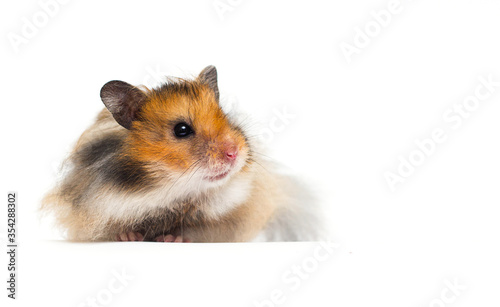 Syrian hamster looks