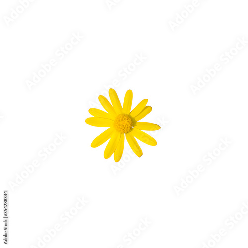 Wallpaper Mural yellow flower isolate on white background Torontodigital.ca