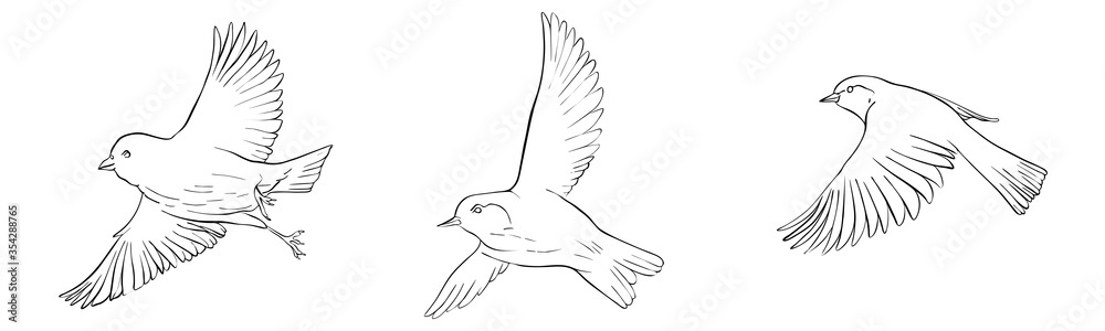 Obraz premium vector flying bird