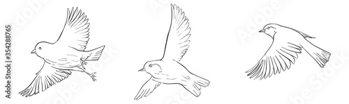 vector flying bird
