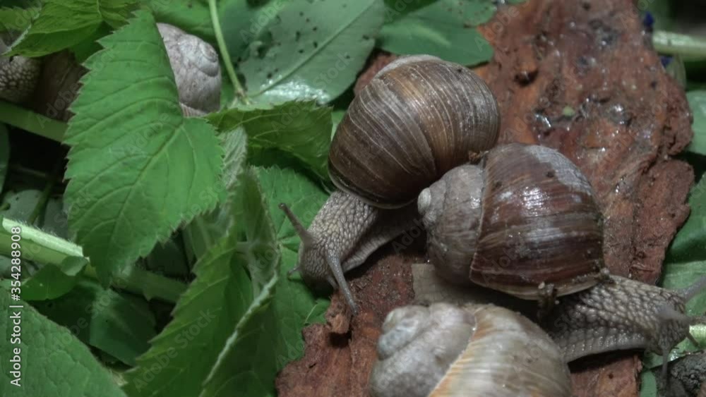 Grape snail (Latin: Helix pomatia) is a land gastropod mollusk a subclass of pulmonary snails of the helicid family. The largest snail in Europe. Grape snail (Latin: Helix pomatia) is a land gastropod mollusk a subclass of pulmonary snails of the helicid family. The largest snail in Europe.
