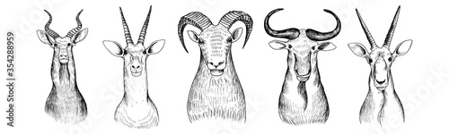 vector hand drawn head of antelope