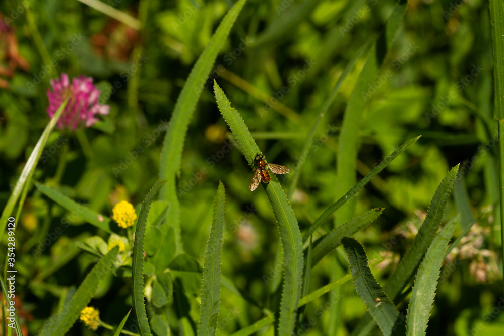 beetle on a leaf of grass macro photo
beetle on a leaf of grass macro photo