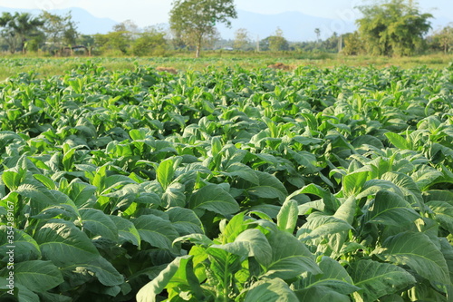 Common tobacco filed