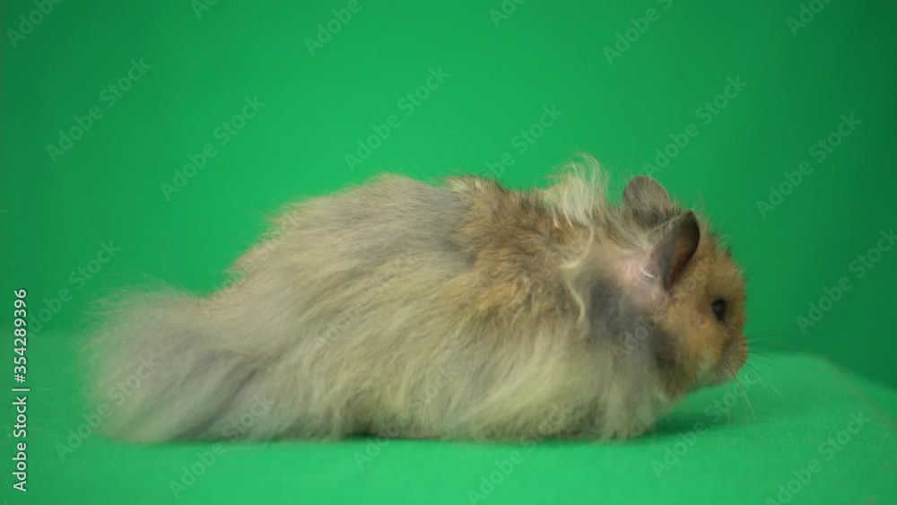 hamster on a green screen, side view hamster on a green screen, side view