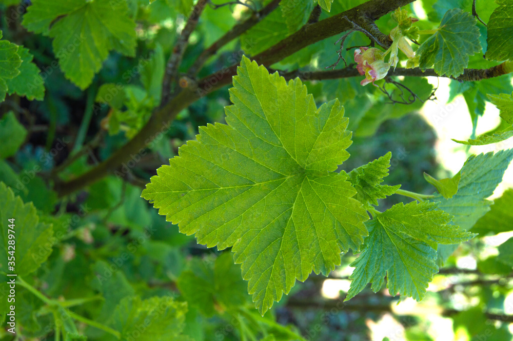 Currant bush. Currant leaves close-up. Currant bush. Currant leaves close-up.