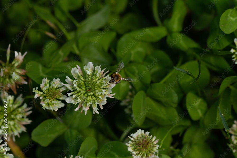 Fototapeta premium bee on a blooming flower plant in spring in a park in Prague