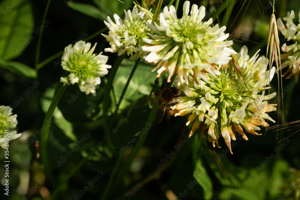 bee on a blooming flower plant in spring in a park in Prague bee on a blooming flower plant in spring in a park in Prague