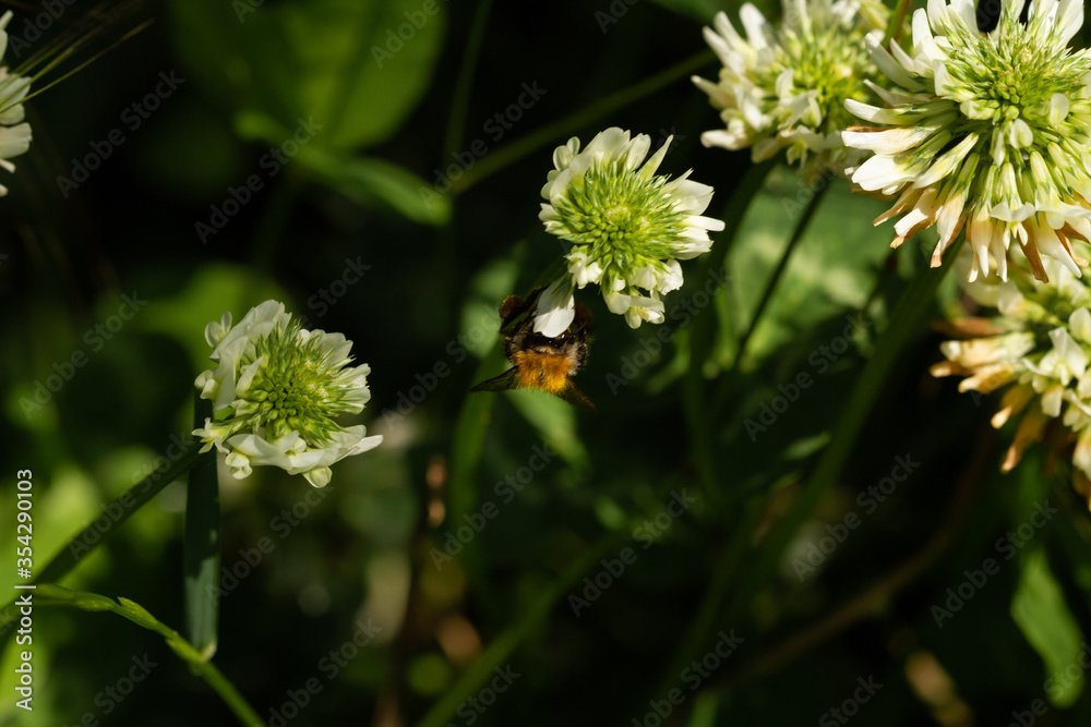 Bumblebee on a flowering plant and blurred background in spring in the park
Bumblebee on a flowering plant and blurred background in spring in the park