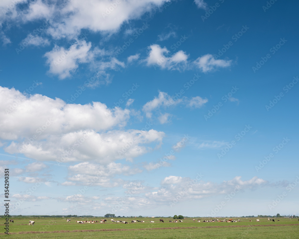 landscape with cows in meadow and blue sky north of amsterdam in holland